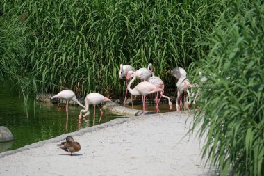 Açık hayvanat bahçesi bölgesinde pembe flamingo. Yüksek kalite fotoğraf