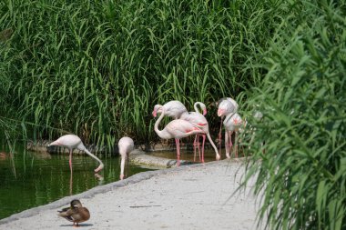 Açık hayvanat bahçesi bölgesinde pembe flamingo. Yüksek kalite fotoğraf