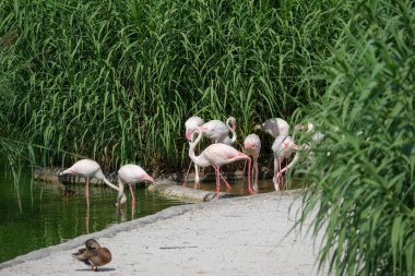 Açık hayvanat bahçesi bölgesinde pembe flamingo. Yüksek kalite fotoğraf