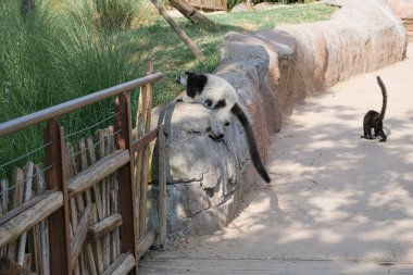 Siyah ve beyaz lemur, açık hayvanat bahçesi bölgesinde Varecia variegata çeşitlerini yakalar. Yüksek kalite fotoğraf