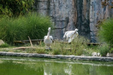 Açık hayvanat bahçesi bölgesinde kıvırcık pelikan. Yüksek kalite fotoğraf