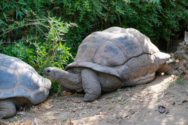 Aldabrachelys gigantea giant tortoise in open zoo area. High quality photo
