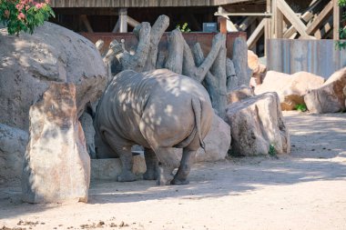 Büyük hayvanat bahçesi parkında beyaz gergedan Ceratotherium simum. Yüksek kalite fotoğraf