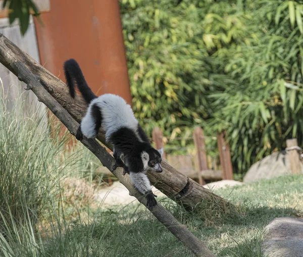 Siyah Beyaz Lemur Açık Hayvanat Bahçesi Bölgesinde Varecia Variegata Çeşitlerini — Stok fotoğraf