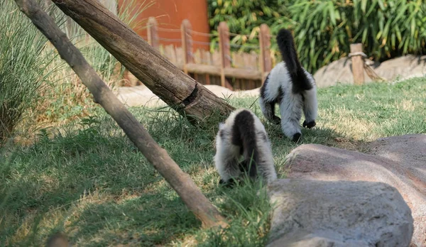Black White Lemur Ruffed Varecia Variegata Variegata Open Zoo Area — Fotografia de Stock