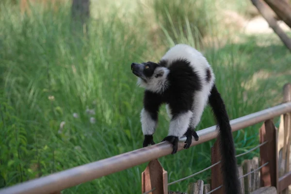 Black White Lemur Ruffed Varecia Variegata Variegata Open Zoo Area — Stock Photo, Image