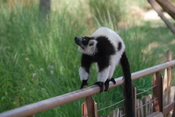 Black White Lemur Ruffed Varecia Variegata Variegata Open Zoo Area — Photo