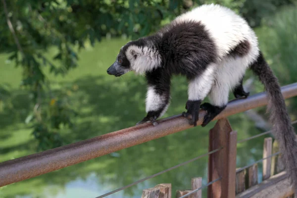 Siyah Beyaz Lemur Açık Hayvanat Bahçesi Bölgesinde Varecia Variegata Çeşitlerini — Stok fotoğraf