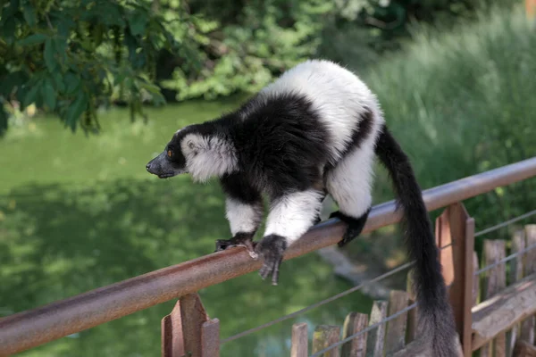 Black White Lemur Ruffed Varecia Variegata Variegata Open Zoo Area — стоковое фото