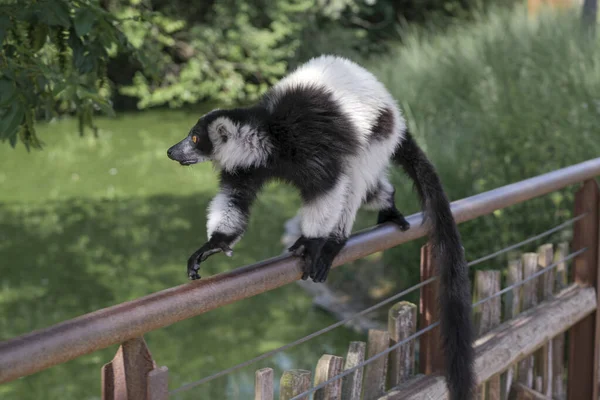 Siyah Beyaz Lemur Açık Hayvanat Bahçesi Bölgesinde Varecia Variegata Çeşitlerini — Stok fotoğraf