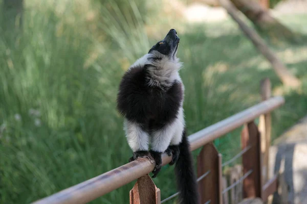 Siyah Beyaz Lemur Açık Hayvanat Bahçesi Bölgesinde Varecia Variegata Çeşitlerini — Stok fotoğraf