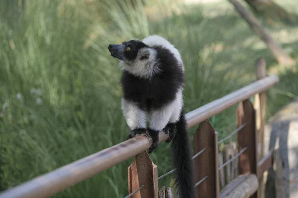 Schwarzer Und Weißer Lemur Varecia Variegata Variegata Variegata Offenen Zoobereich — Stockfoto