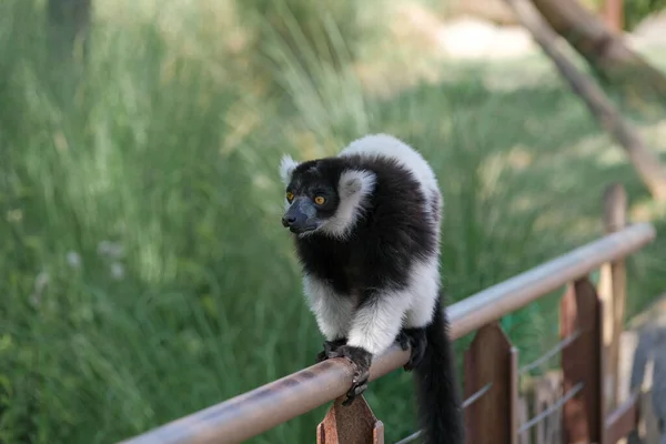 Black White Lemur Ruffed Varecia Variegata Variegata Open Zoo Area — Photo