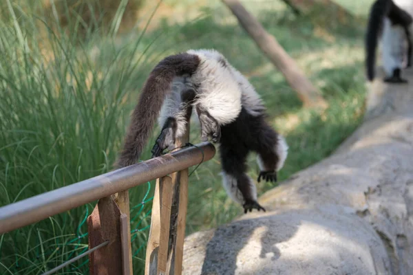 Černobílý Lemur Varecia Variegata Variegata Otevřené Zoologické Zahradě Kvalitní Fotografie — Stock fotografie