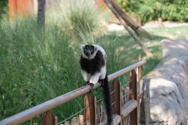 Black White Lemur Ruffed Varecia Variegata Variegata Open Zoo Area — стоковое фото