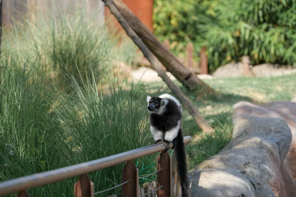 Black White Lemur Ruffed Varecia Variegata Variegata Open Zoo Area — Stock fotografie