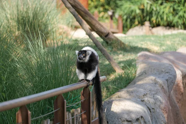 Black White Lemur Ruffed Varecia Variegata Variegata Open Zoo Area — Stok fotoğraf