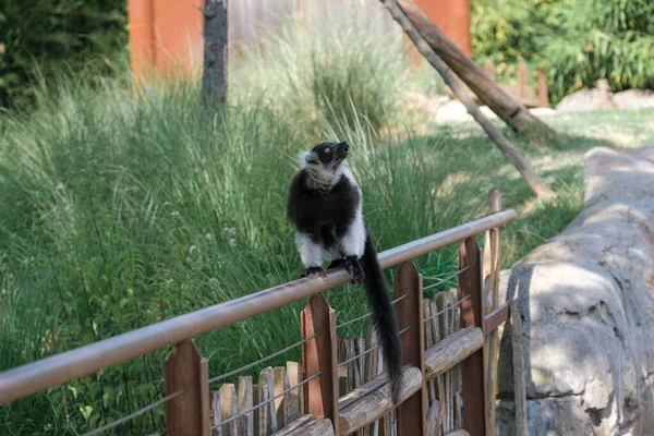 Black White Lemur Ruffed Varecia Variegata Variegata Open Zoo Area — Stock fotografie