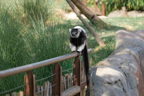 Black White Lemur Ruffed Varecia Variegata Variegata Open Zoo Area — Stockfoto