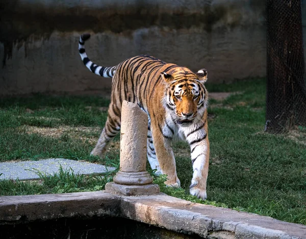 Panthera Tigris Altaica Siberian Amur Tiger Open Zoo Area High — Fotografia de Stock