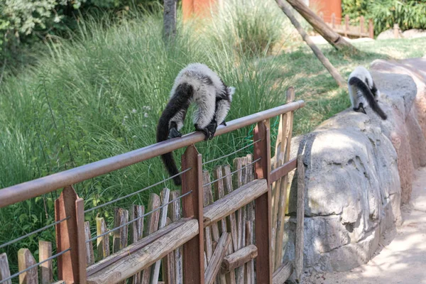 Black White Lemur Ruffed Varecia Variegata Variegata Open Zoo Area — Stock fotografie