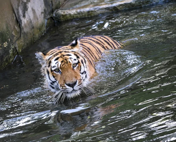 Panthera Tigris Altaica Siberian Amur Tiger Large Tub Water High — Photo