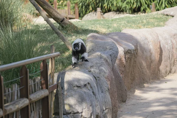 Black White Lemur Ruffed Varecia Variegata Variegata Open Zoo Area — Stockfoto