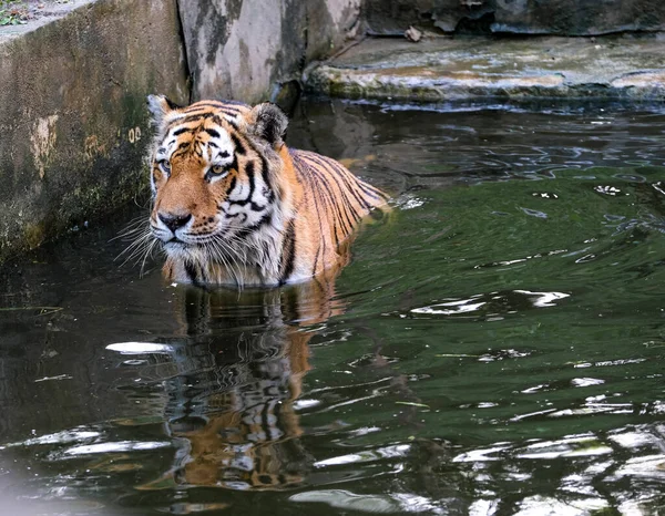 Panthera Tigris Altaica Siberian Amur Tiger Large Tub Water High — Photo