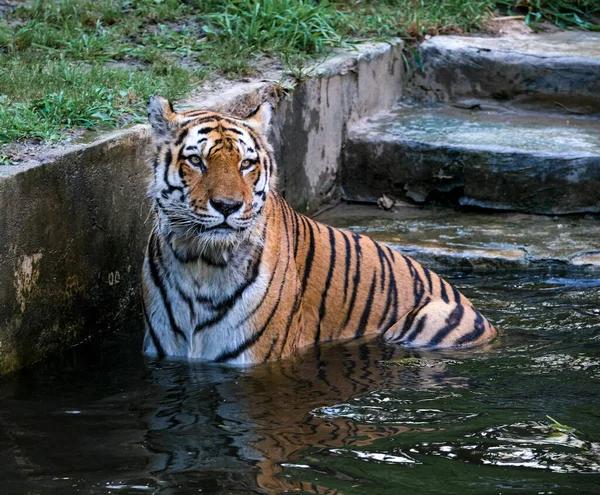 Panthera Tigris Altaica Tigre Siberiano Amur Uma Grande Banheira Com — Fotografia de Stock