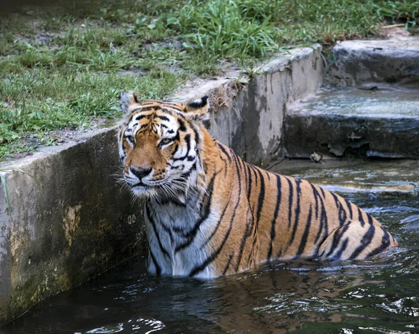 Panthera Tigris Altaica Tigre Siberiano Amur Uma Grande Banheira Com — Fotografia de Stock