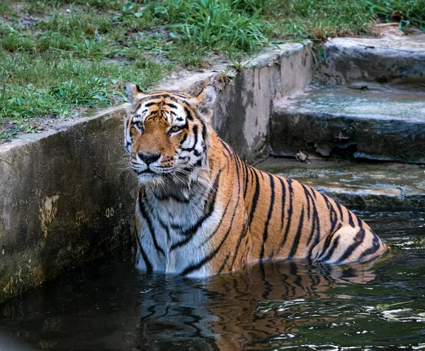 Panthera Tigris Altaica Siberian Amur Tiger Large Tub Water High — стокове фото