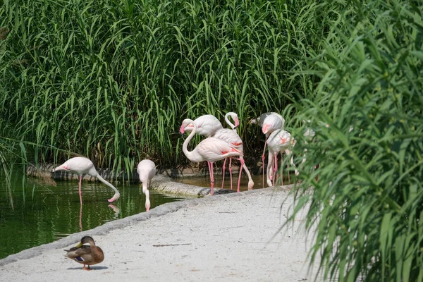 Açık hayvanat bahçesi bölgesinde pembe flamingo. Yüksek kalite fotoğraf