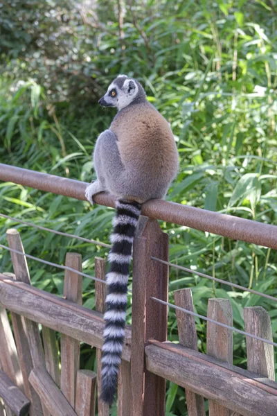 Lemur Kroužkovým Ocasem Otevřené Zoologické Zahradě Kvalitní Fotografie — Stock fotografie
