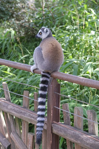 Ring Tailed Lemur Open Zoo Area High Quality Photo — Photo