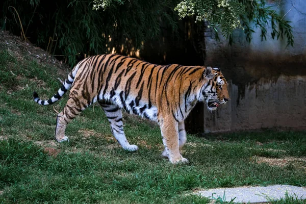 Panthera Tigris Altaica Siberian Amur Tiger Open Zoo Area High — Photo