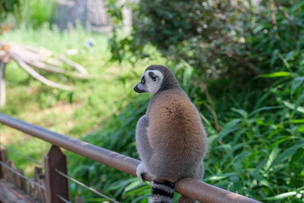 Ring Tailed Lemur Open Zoo Area High Quality Photo — Stockfoto