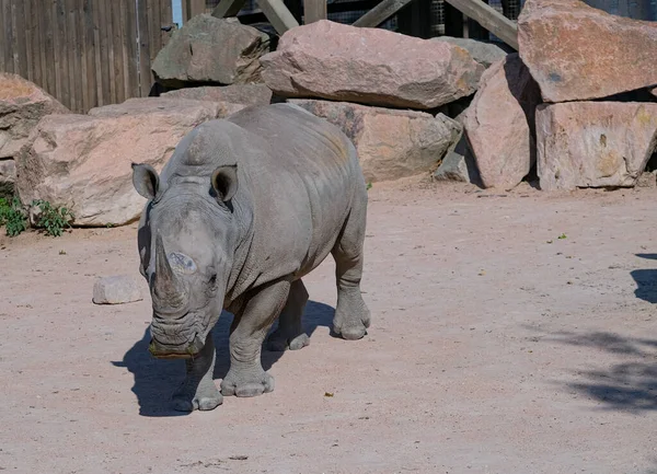 White Rhino Ceratotherium Simum Large Zoo Park High Quality Photo — ストック写真