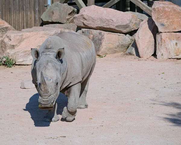 White Rhino Ceratotherium Simum Large Zoo Park High Quality Photo — ストック写真