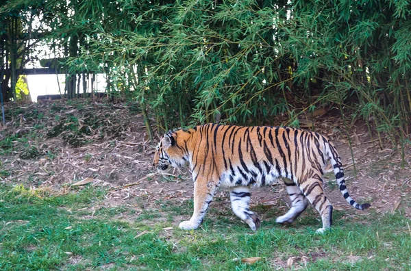 Panthera Tigris Altaica Siberian Amur Tiger Open Zoo Area High — стоковое фото