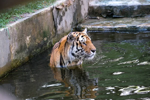 Panthera Tigris Altaica Siberian Amur Tiger Large Tub Water High — Fotografia de Stock