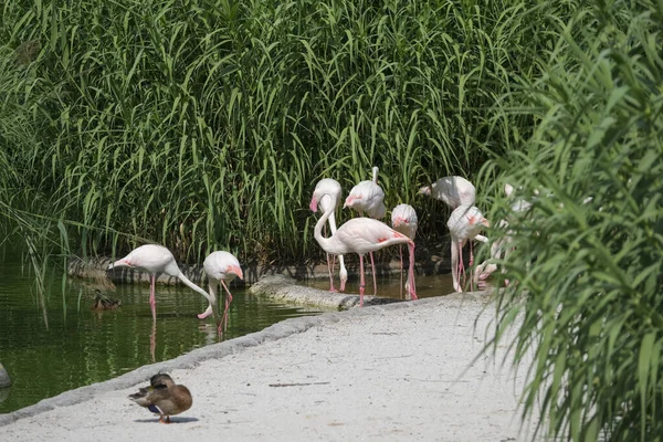 Açık hayvanat bahçesi bölgesinde pembe flamingo. Yüksek kalite fotoğraf