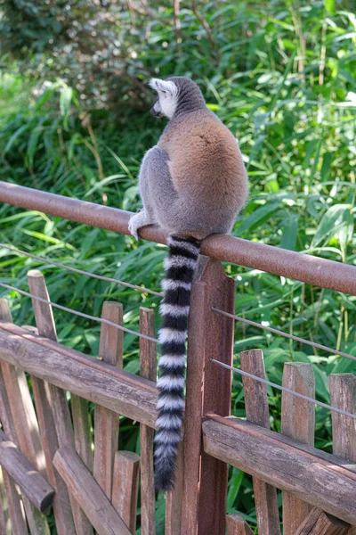 Ring Tailed Lemur Open Zoo Area High Quality Photo — Stock fotografie