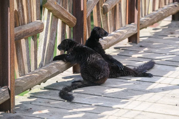 Black Macaque Lemur Open Zoo Area High Quality Photo — Photo