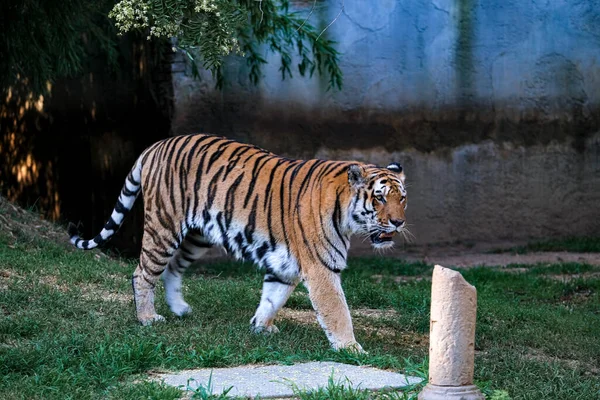 Panthera Tigris Altaica Siberian Amur Tiger Open Zoo Area High — Fotografia de Stock