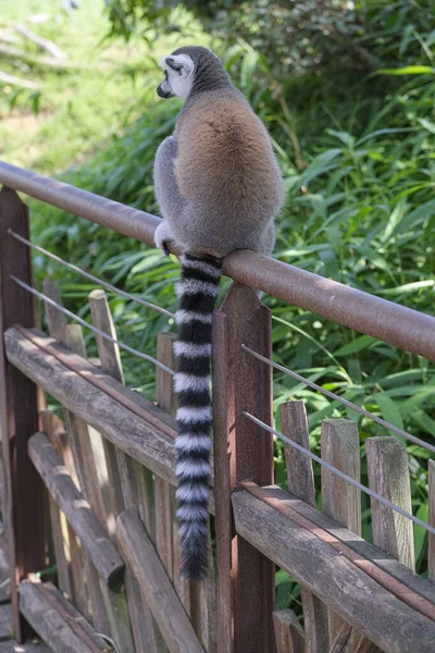 Ring Tailed Lemur Open Zoo Area High Quality Photo — Stock fotografie