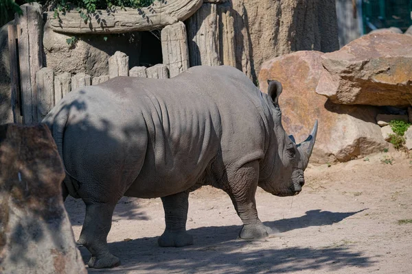 White Rhino Ceratotherium Simum Large Zoo Park High Quality Photo — ストック写真