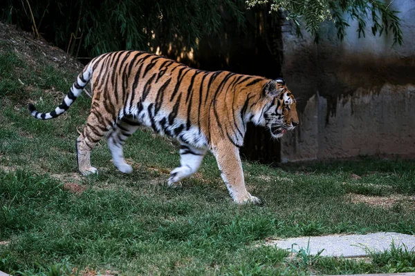 Panthera Tigris Altaica Siberian Amur Tiger Open Zoo Area High — Photo