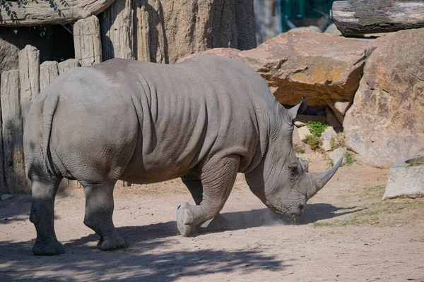 White Rhino Ceratotherium Simum Large Zoo Park High Quality Photo — Stock Photo, Image