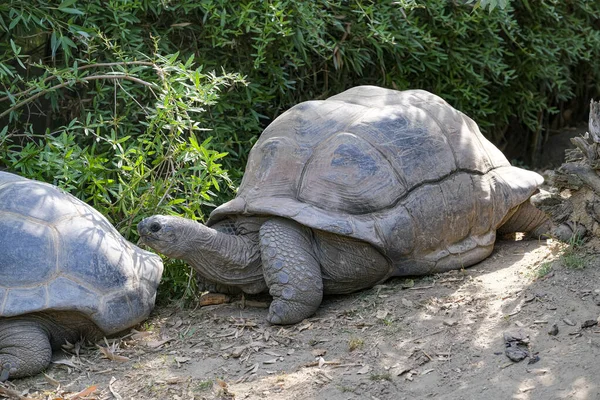 Aldabrachelys gigantea giant tortoise in open zoo area. High quality photo