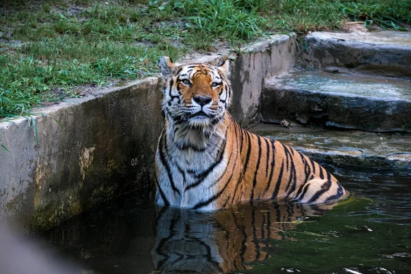 Panthera Tigris Altaica Siberian Amur Tiger Large Tub Water High — Fotografia de Stock